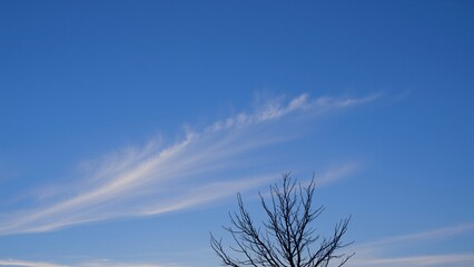 Serene Winter Sky with Bare Branches and Cirrus Clouds