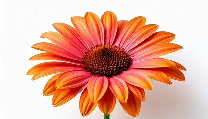 Flower head of the transvaal daisy white background