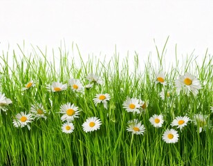 Grass and daisy flowers row isolated on white background