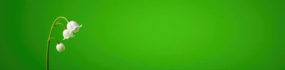 Single isolated lily of the valley on green background, green, white, blossom