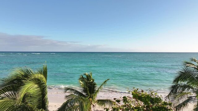 A drone view of the tropical palm trees with coconuts and the ocean in the background with crystal blue water in Punta Cana, Dominican Republic.