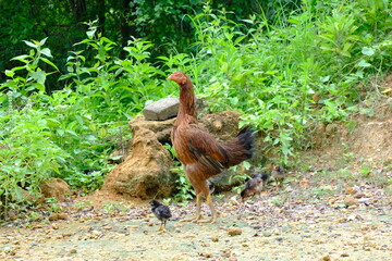 Free-Range Hen with Chicks in Lush Greenery of Rural Farm