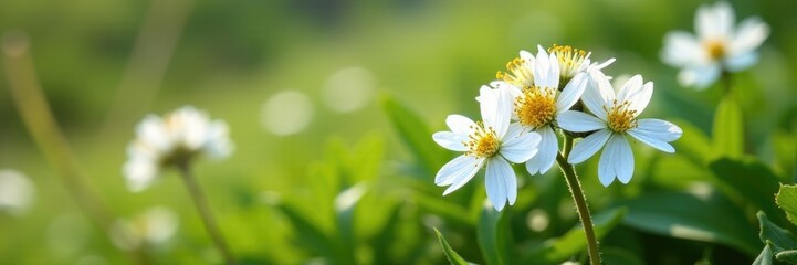 Fototapeta premium A delicate white flower bush blooms in the alpine meadow, alpine, meadow, wild