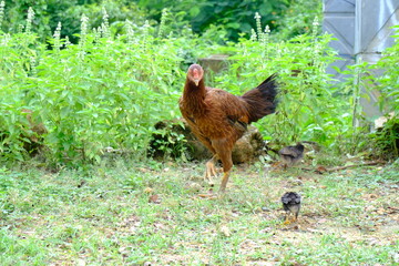 Free-Range Hen and Chicks in Lush Green Garden