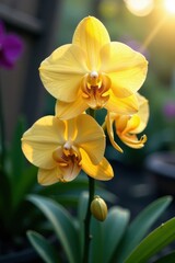 Yellow orchid's delicate petals spread wide in the light, purple, garden, orchids