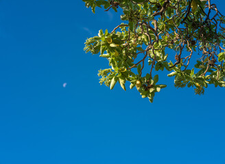 Tropical Green Leaves and Buds Against a Blue Sky and a Daylight Moon Setting.
