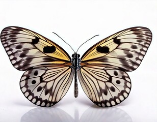 Fototapeta premium Idea leuconoe butterfly in front of a white background