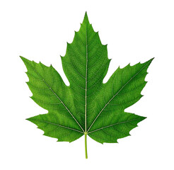 Detailed Maple Leaf Against on transparent Background Showing Intricate Veins