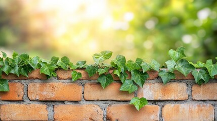Obraz premium Ivy growing on a brick wall, bathed in sunlight. A tranquil scene of nature's beauty.
