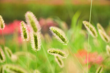 そよ風に揺れる猫じゃらし