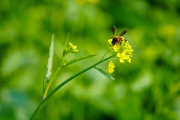 Bee on Mustard Flower