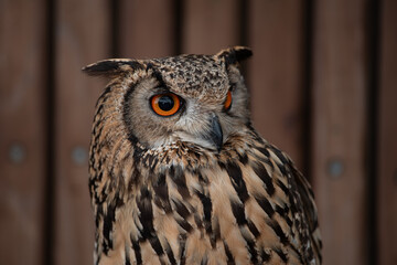 眼光の鋭いフクロウ
