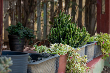 A group of flowers, on their flowerpot at the farm house.