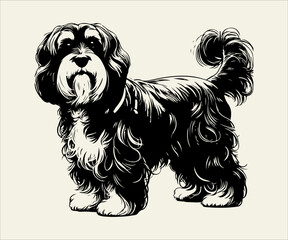Vector image of a Shih Tzu breed dog in profile.