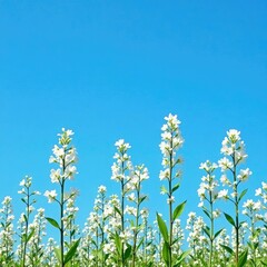 Fototapeta premium Tall stems with white flowers against a blue sky, sky, flower, tall
