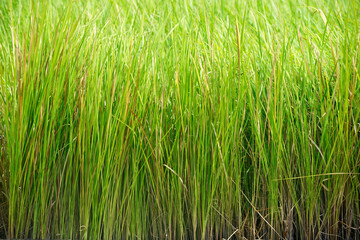 Fresh Green Grass Blades Lush Natural Meadow Background Texture