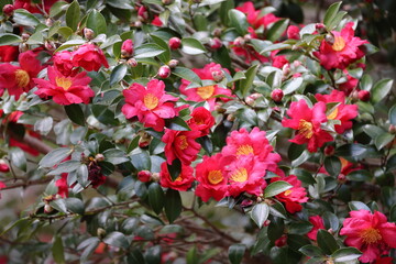 Winter flowering Camellia with beautiful flowers in full bloom in the middle of winter