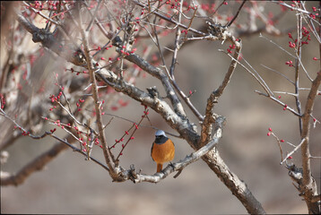 Plum blossom buds ahead of spring