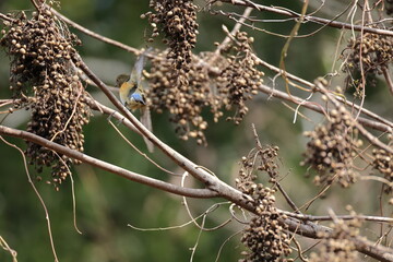 Japanese Wax tree that bears a lot of fruit and calls wild birds