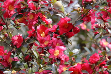 Winter flowering Camellia with beautiful flowers in full bloom in the middle of winter