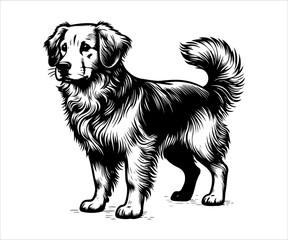 Vector image of a dog breed Golden Retriever on a white background