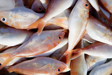 Freshly Caught Fish Piled Together on Display at Market
