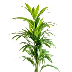 Fototapeta premium Lush Green Tropical Plant with Long Leaves Against White Background
