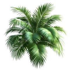 Lush Green Tropical Palm Plant Isolated on White Background