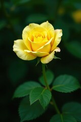Single delicate yellow rose bloom against rich dark green foliage, foliage, stem, botanical