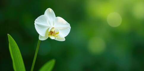 Fototapeta premium Single white orchid stem with delicate leaves, foliage, nature, leaf