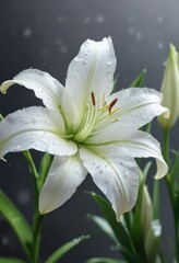 Fototapeta premium Soft focus on blooming white lily with dew drops, soft focus, morning light, dewy
