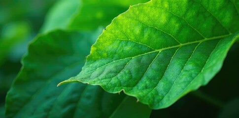 Large green leaf's surface with visible veins, texture, nature