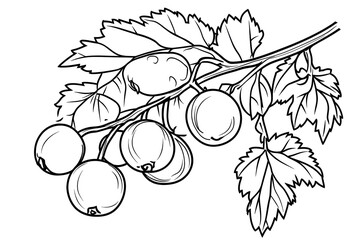 Gooseberries Growing on Branch with Leaves