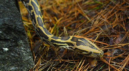 python symbol of the year according to the lunar calendar