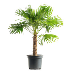 Obraz premium Lush Green Palm Plant in Black Plastic Pot for Indoor Decoration