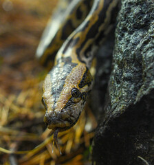 python symbol of the year according to the lunar calendar