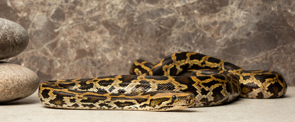 python symbol of the year according to the lunar calendar