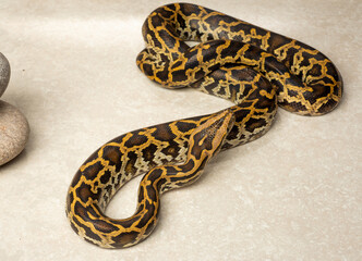 python symbol of the year according to the lunar calendar