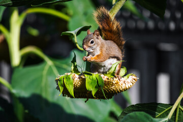 squirrel on the tree