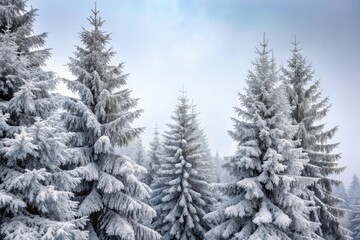 Snow-dusted coniferous trees stand against the grey sky with branches etched in frost and ice, bare branches, ice formations, snow-covered forest, winter wonderland