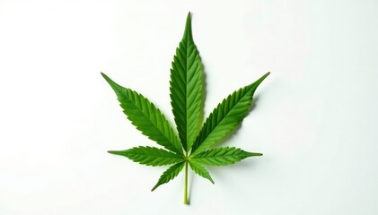 Shadowy outline of a single cannabis leaf against white background, plant, nature