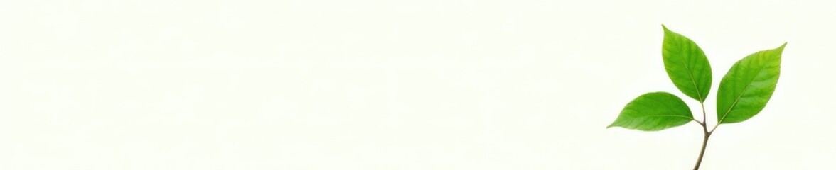 Single branch with leaves isolated on white background, isolated, tree