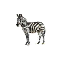 Fototapeta premium Majestic Zebra Standing on White Background in Natural Pose