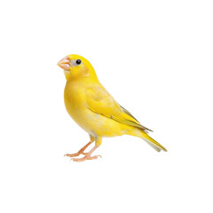 Bright Yellow Canary Perched in a Natural Posing Position