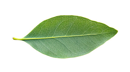 Obraz premium Vibrant green leaf showing intricate vein structure on transparent background