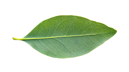 Vibrant green leaf showing intricate vein structure on transparent background