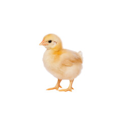 Obraz premium Cute Yellow Chick Standing on Clean White Background