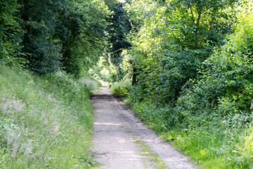 A dirt road in a forest with trees on both sides
