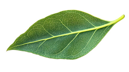 Obraz premium Vibrant green leaf showing detailed veins on transparent background