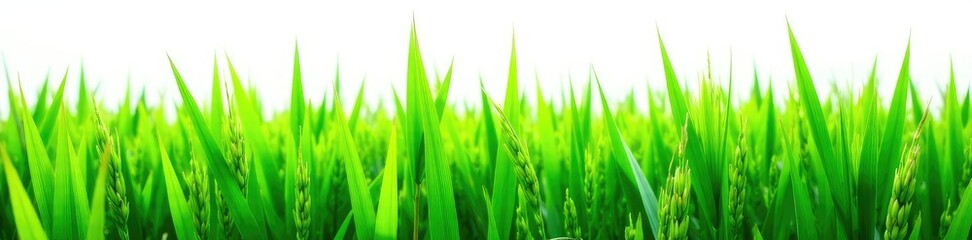 Fototapeta premium Freshly harvested rice plant with green leaves isolated on white background, green leaf, farm